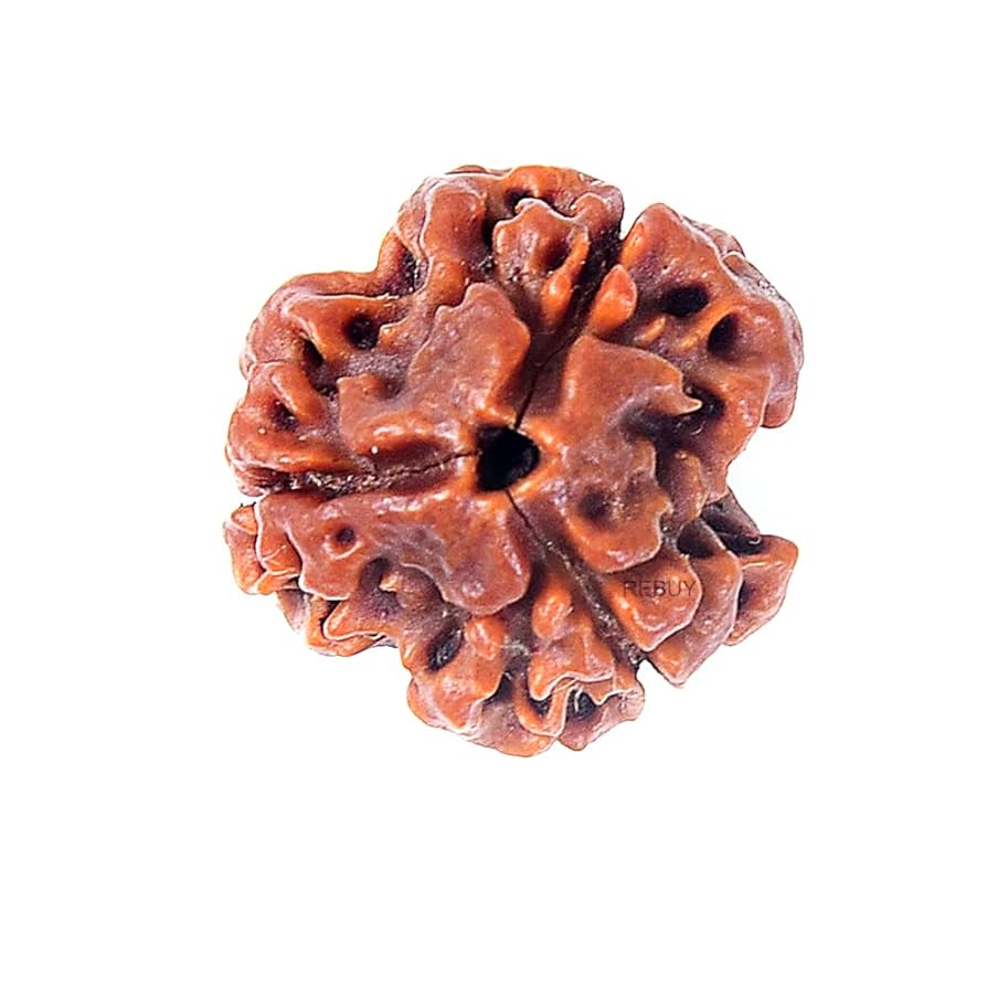 Authentic 3 face rudraksha seed for confidence and courage