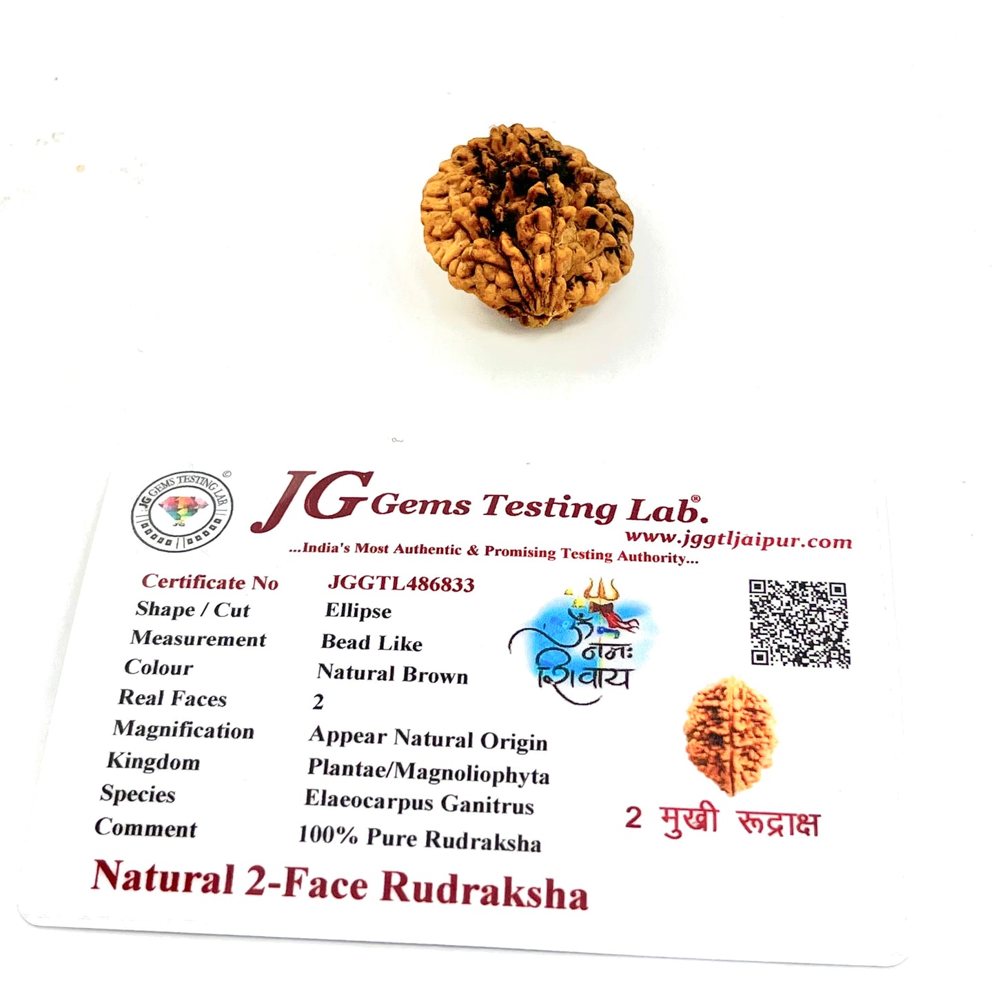 Original 2 mukhi rudraksha bead for unity harmony and spiritual healing