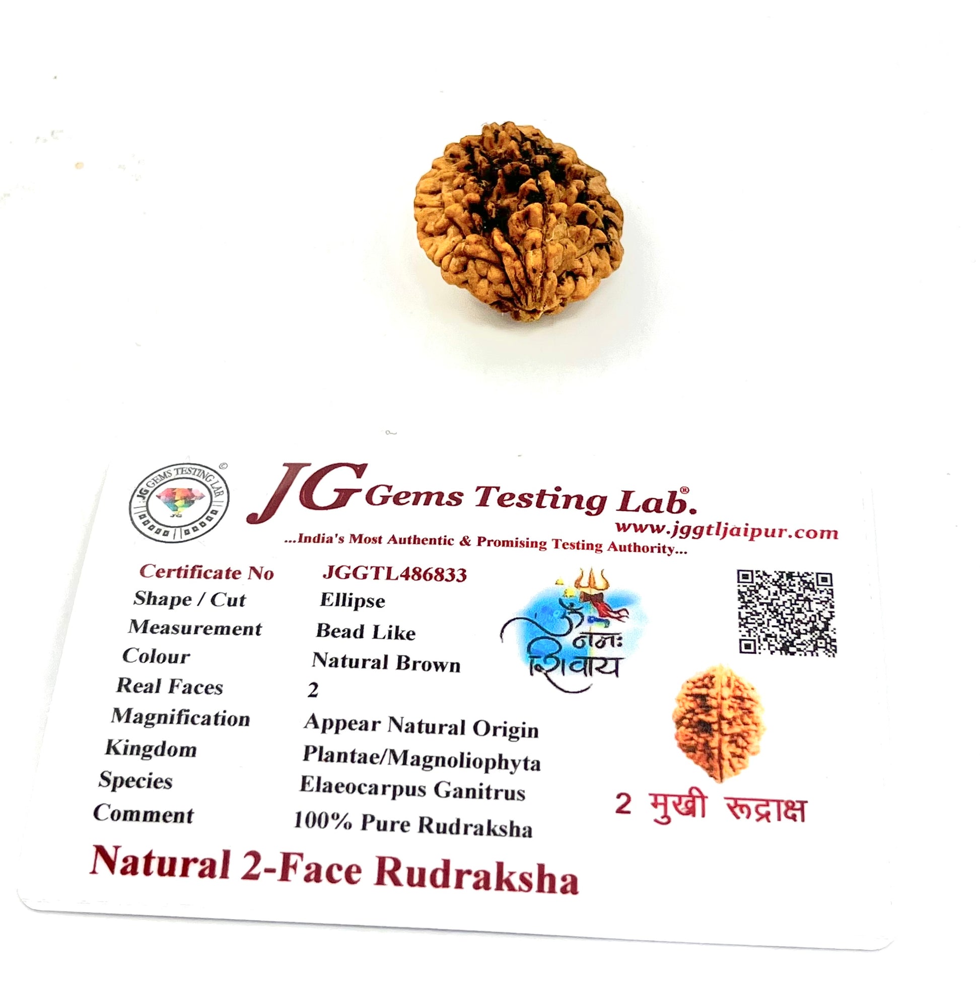 Original 2 mukhi rudraksha bead for unity harmony and spiritual healing