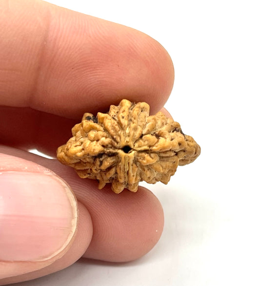 Original 2 mukhi rudraksha bead for unity harmony and spiritual healing
