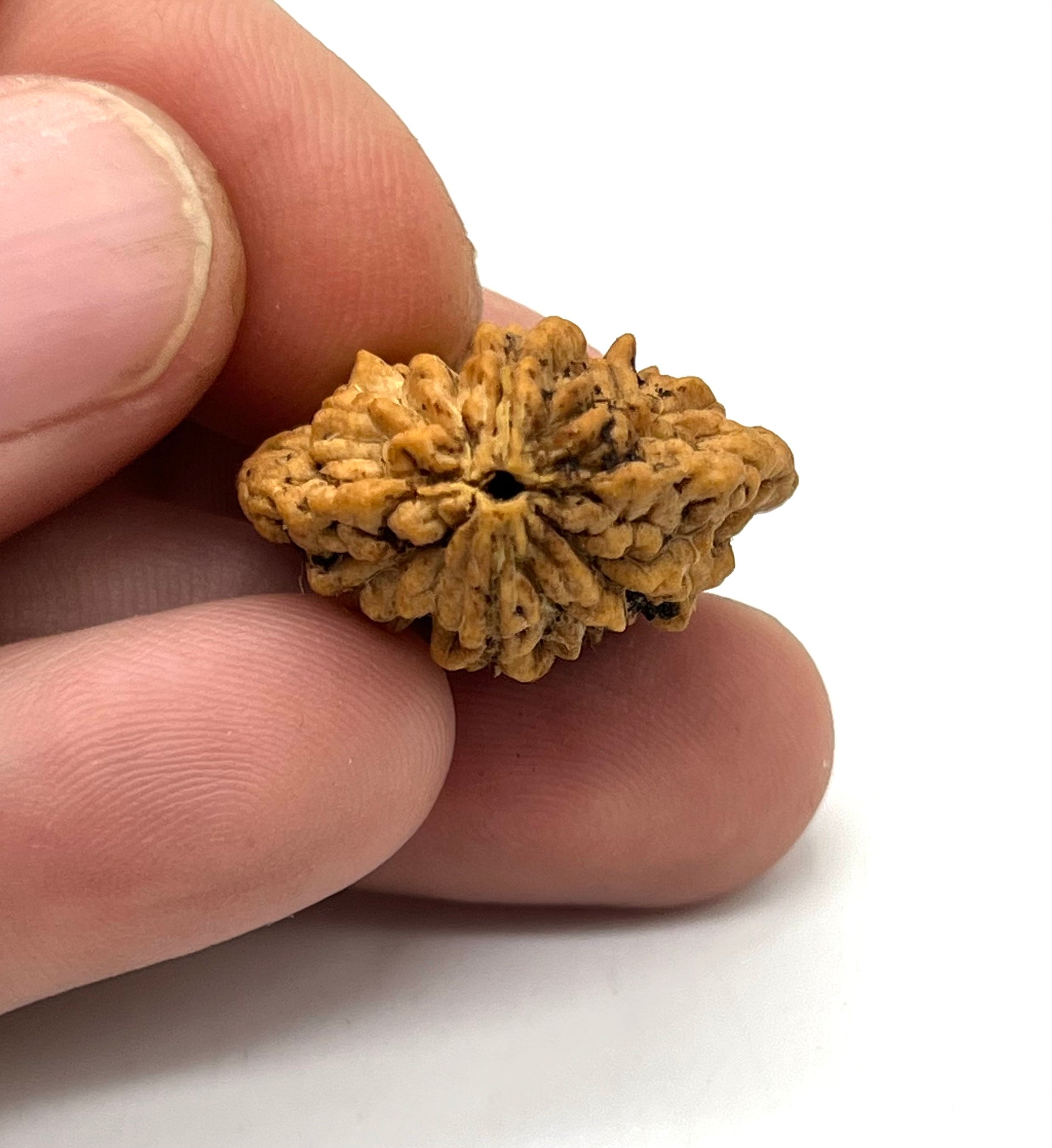 Authentic 2 face rudraksha seed for relationship harmony and balance