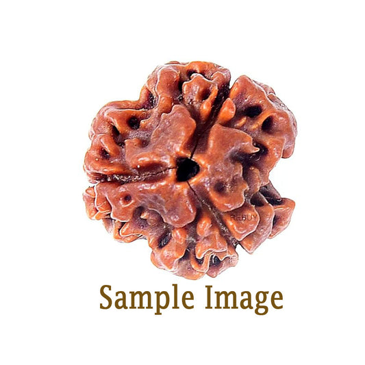 Brown walnut on a white background with 'Sample Image' text