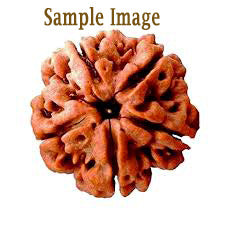 Natural 6 mukhi rudraksha bead for Venus planet astrology and heart chakra healing