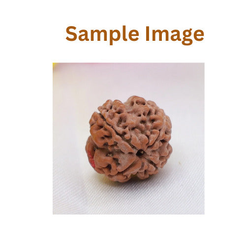 Authentic 4 face rudraksha seed with clear natural divisions