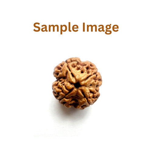 Natural 4 mukhi rudraksha bead for Mercury planet astrology and throat chakra healing