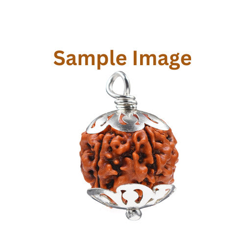 Authentic 6 face rudraksha seed with natural lines for spiritual protection