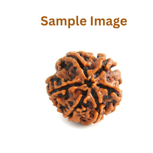 Natural 6 mukhi rudraksha bead for Venus planet astrology and heart chakra healing