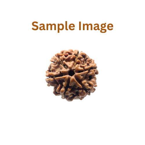 Brown rudraksha bead on a white background with 'Sample Image' text.