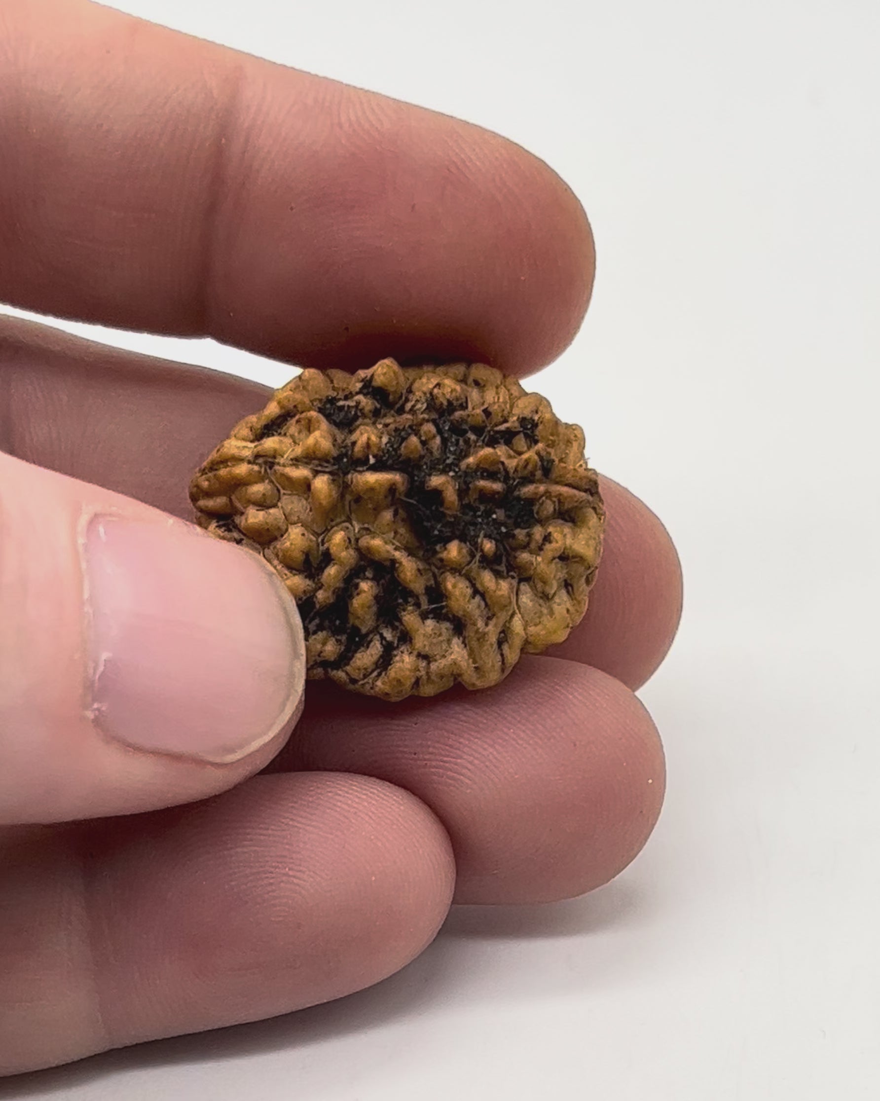Authentic 2 face rudraksha seed for relationship harmony and balance