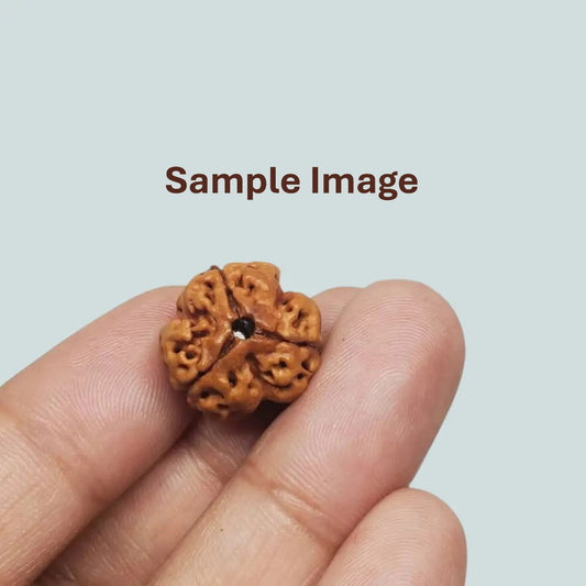 3 mukhi rudraksha bead with certification card and spiritual properties description