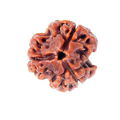 Authentic 3 face rudraksha seed for confidence and courage