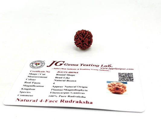 Rudraksha seed on a card with JG Gems Testing Lab information