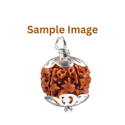 Authentic 6 face rudraksha seed with natural lines for spiritual protection