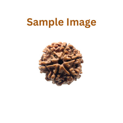 Brown rudraksha bead on a white background with 'Sample Image' text.