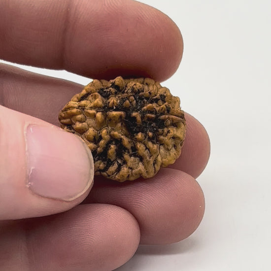 Authentic 2 face rudraksha seed for relationship harmony and balance