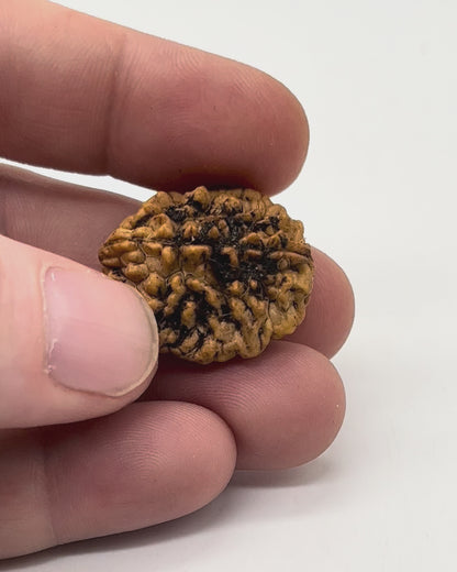 Authentic 2 face rudraksha seed for relationship harmony and balance